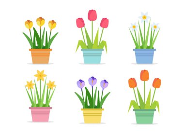 Bahar çiçekleri - farklı saksılarda farklı çiçeklerle düz stil vektör çizimleri. Laleler, Narcissus, Crocus