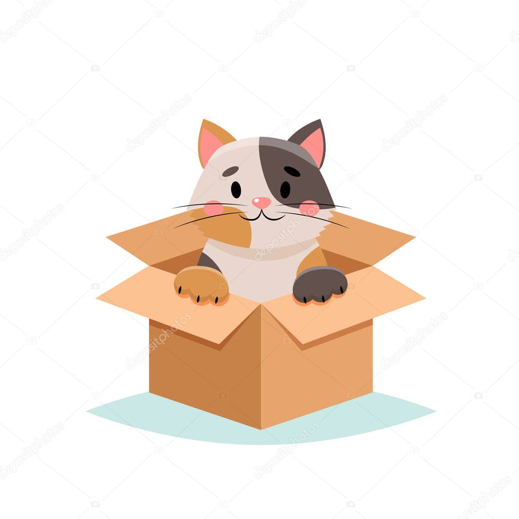 Adopt a pet - cute cat in a box, isolated on white background