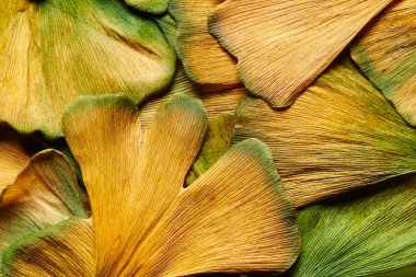 Renkli Ginkgo biloba Sonbahar closeup yağmur ile ıslak bırakır