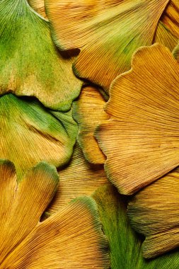 Renkli Ginkgo biloba Sonbahar closeup yağmur ile ıslak bırakır