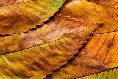 Islı sonbahar karaağaç yapraklarının ayrıntılı makro görüntüsü