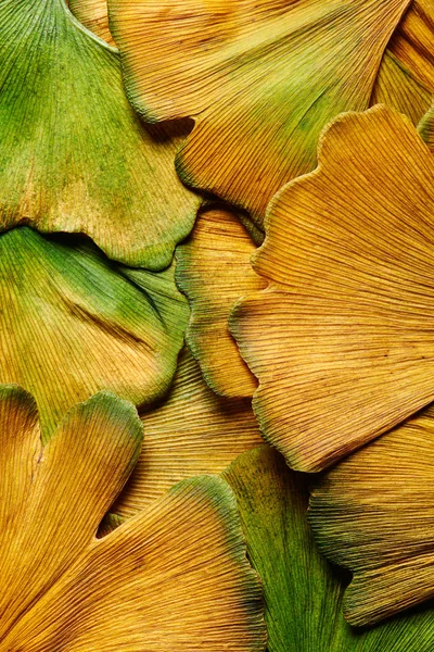 Осенний крупный план цветных листьев гинкго билоба, мокрых от дождя — стоковое фото