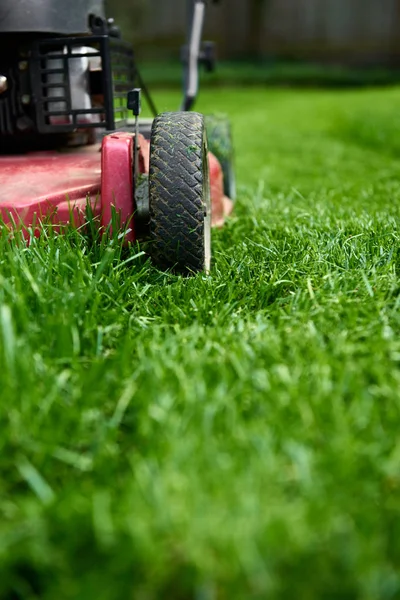 芝刈り機の近くの低角度新鮮な緑の草を切断 ロイヤリティフリーのストック写真