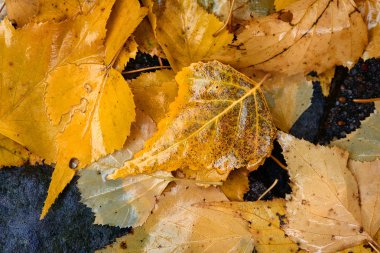 Sarı altın huş yağmurlu bir sonbahar gününde bırakır, bir abstra oluşturmak