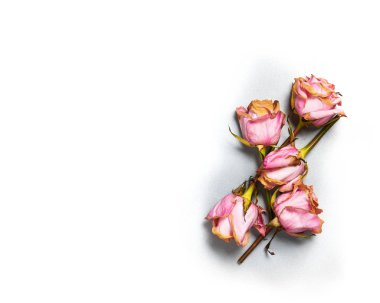 Eski dokulu metal arka plan üzerinde güzel kurutulmuş gül çiçekleri