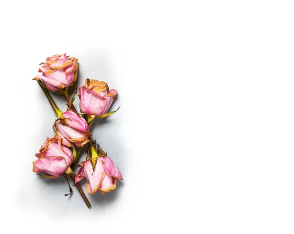 Mooie gedroogde rozen bloesem op oude getextureerde metalen achtergrond — Stockfoto