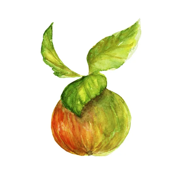 水彩插图多汁的苹果与绿叶 — 图库照片