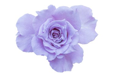 Beyaz arka plan üzerinde izole mor gülü