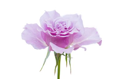 Beyaz arka plan üzerinde izole mor gülü