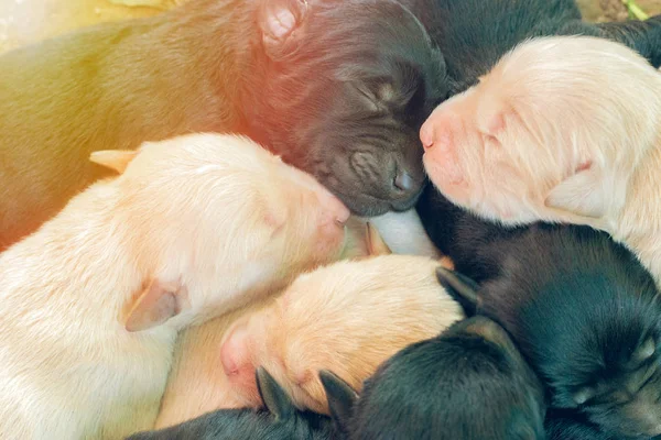 Golden puppies with sun rise