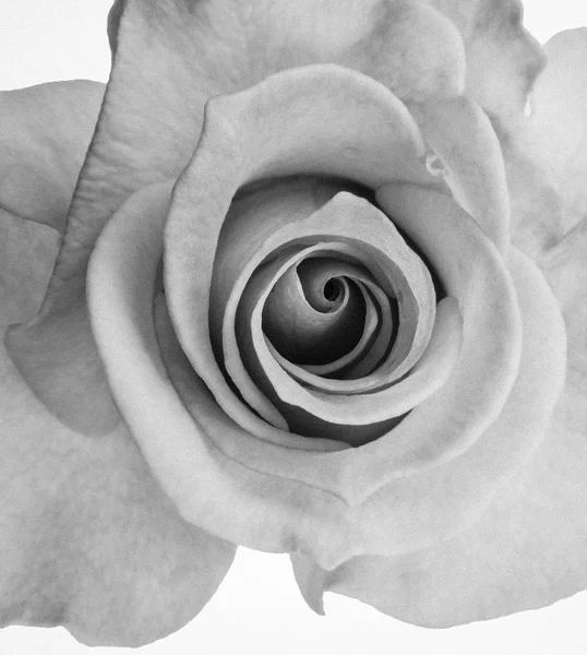 Чорно-біла троянда ізольована на білому тлі — стокове фото