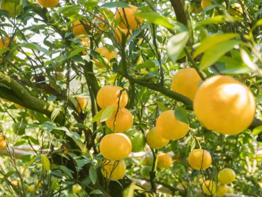 Kuzey Tayland turuncu meyve bahçesi