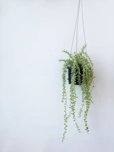 Hanging pots with creepers on white walls. — Stock Photo, Image