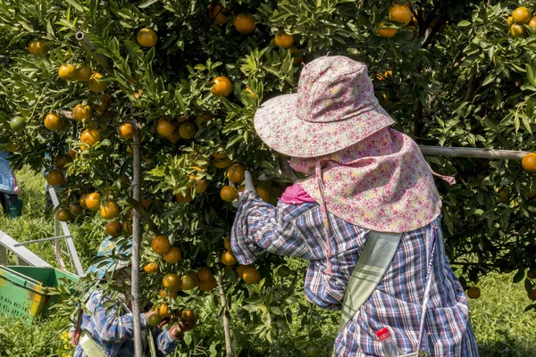 Farmář sklízí pomeranče na pomerančovém poli — Stock fotografie