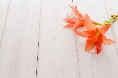 Amaryllis Tropikal bitkiler beyaz ahşap masa.flatlay üzerinde çiçek 