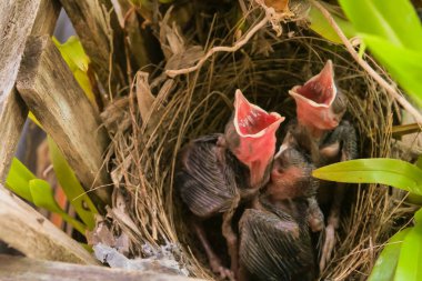 Bir ağaçüzerinde bir yuvada üç kuş yaprakları kaplı