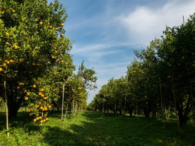 Portakal çiftliği hasata hazır