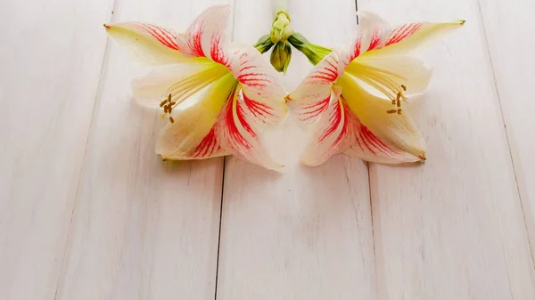 Amaryllis tropische Pflanzen blühen auf weißem Holztisch. — Stockfoto