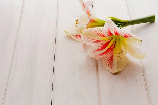 Amaryllis tropische Pflanzen blühen auf weißem Holztisch. — Stockfoto