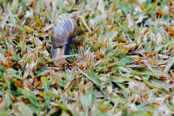 Close-up Snails on the grass — Stock Photo, Image