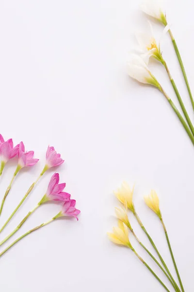 Mehrfarbige Regenlilie Blumen Auf Weißem Hintergrund — Stockfoto