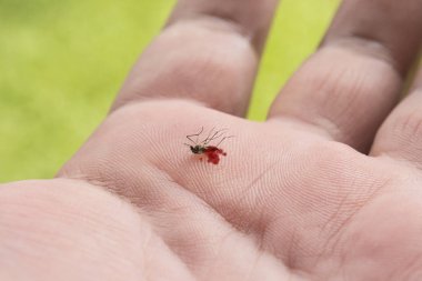 Sivrisinekler ellerinde öldürüldü