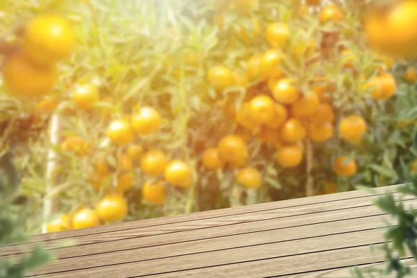 Lugar de mesa de madeira para sua decoração e laranjeiras com fr — Fotografia de Stock