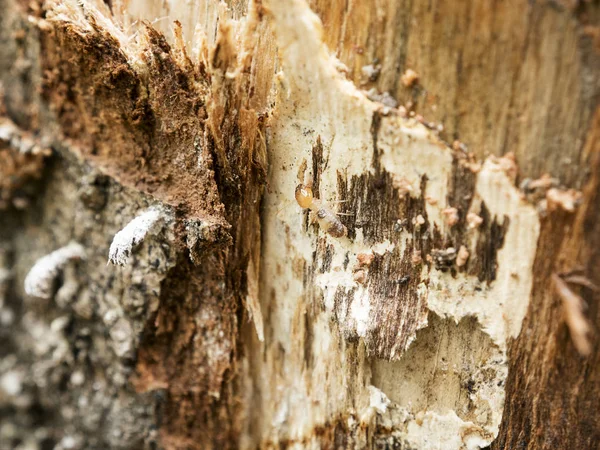 Sfondo di termite nido, sfondo danneggiato legno bianco mangiato — Foto Stock