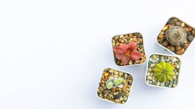 beyaz zemin üzerinde birçok tür kaktüs üst görünüm