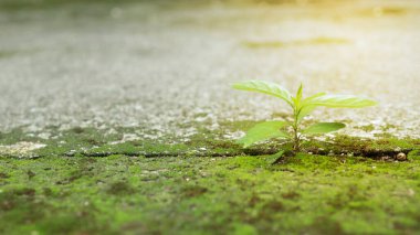 Kırık Duvar 'dan Yeşil Yapraklar Yeşillik Yeşillik Yetiştiriyor ve Boşluk Kopyalanıyor.