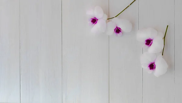 Von Oben Lila Orchidee Auf Weißem Wood Copy Raum — Stockfoto
