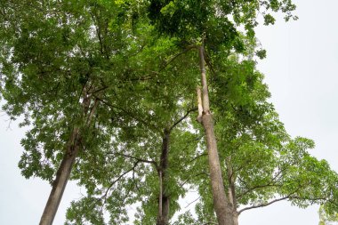 Üç uzun ağaçlar, dallanma, alt vi gökyüzü kapsayan