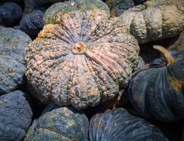 Birçok kabak yığılmış..