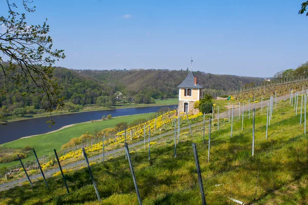 Saksonya'da Elbe'de şarap yetiştirme alanı