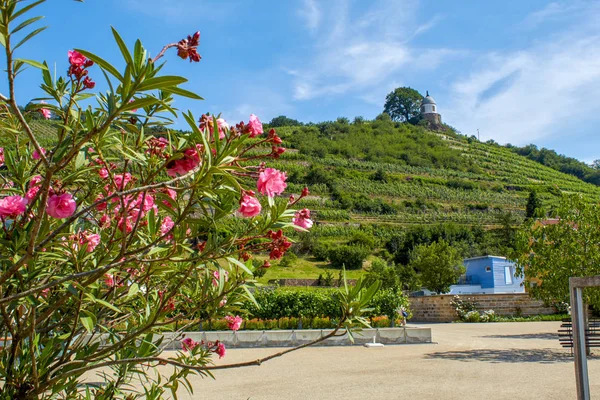 Saxon vineyard overlooking the historic Pavillon 'Jakobstein'