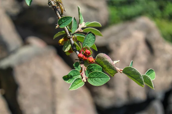 Çiçek tomurcukları Cotoneaster integerrimus, Ortak cotone ile Dal