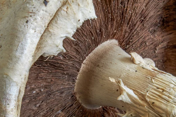 Champignon (Agaricus arvensis) şapkanın altına baktı. Yakın çekim