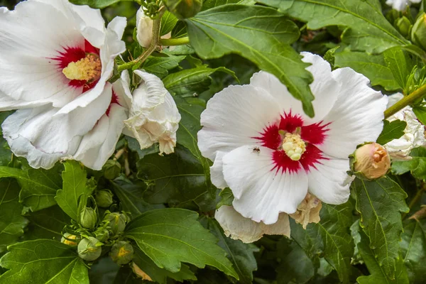 Gösterişli columna ve küçük bir karınca ile Hibiscus syriacus çiçek