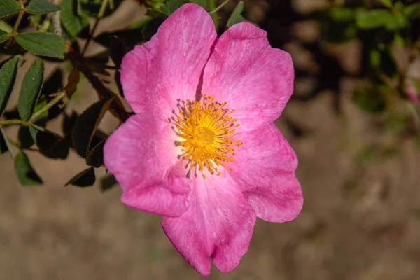 The magical wild rose Rosa Gallica \'Essig Rose\'