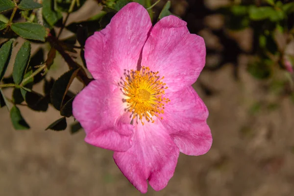 The magical wild rose Rosa Gallica 'Essig Rose'