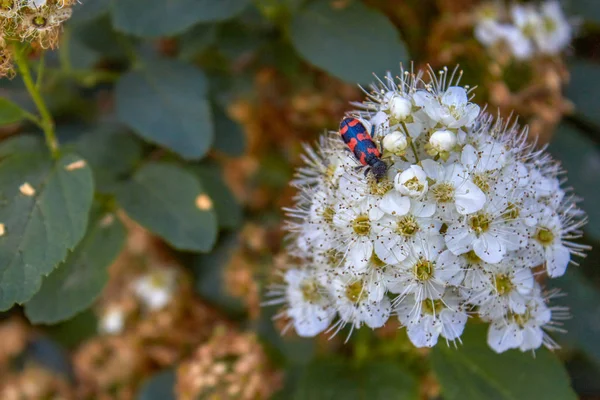 Çalı Spiraea chamaedryfolia 'Ulmen-Spierstrauch' taze gre ile