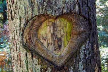 Ağaç kabuğunda kalp