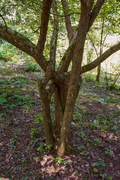 Entwined tree trunks — Stock Photo, Image