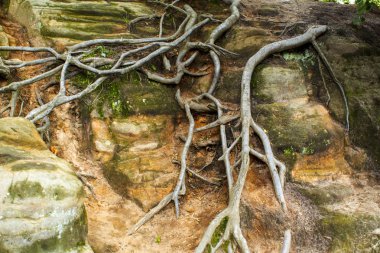 Kayalık bir yüzeyde ağaç kökleri