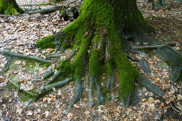 Tree trunk overgrown with moss — Stock Photo, Image