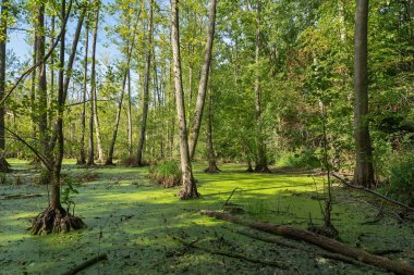 Almanya güzel doğa