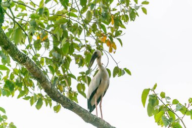 Ağaç dalında duran beyaz bir kuş Tayland 'ın yerel bölgesinde böcek avlıyor..