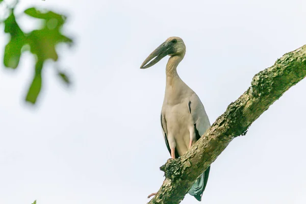 Een Witte Vogel Staand Tak Van Boom Wachten Jagen Insect — Stockfoto