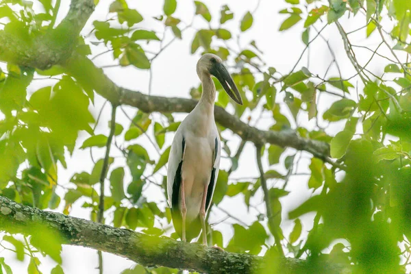 Uccello Bianco Piedi Sul Ramo Dell Albero Aspetta Insetti Caccia — Foto Stock