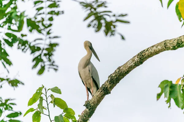 Ein Weißer Vogel Der Auf Dem Zweig Eines Baumes Steht — Stockfoto